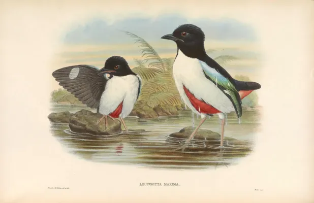 File:Pitta maxima - A monograph of the Pittidae.jpg