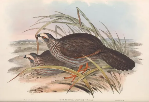 File:Dendrortyx leucophrys - A monograph of the Odontophorinæ, or, Partridges of America.jpg