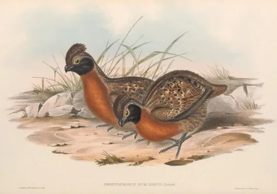 File:Odontophorus speciosus - A monograph of the Odontophorinæ, or, Partridges of America.jpg