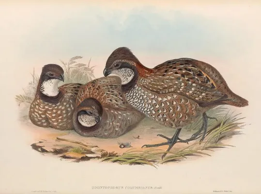 File:Odontophorus columbianus - A monograph of the Odontophorinæ, or, Partridges of America.jpg