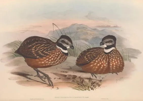 File:Odontophorus strophium - A monograph of the Odontophorinæ, or, Partridges of America.jpg
