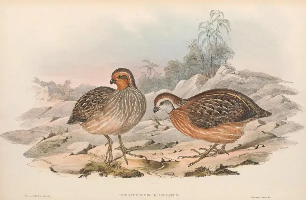 File:Dactylortyx thoracicus - A monograph of the Odontophorinæ, or, Partridges of America.jpg