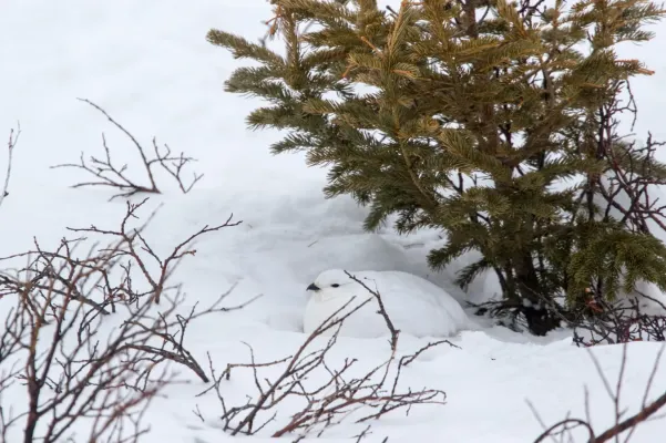 File:White-tailed Ptarmigan (Lagopus leucura) (20402208961).jpg