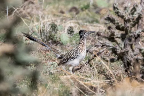 File:Greater Roadrunner (Geococcyx californianus) (19729212224).jpg
