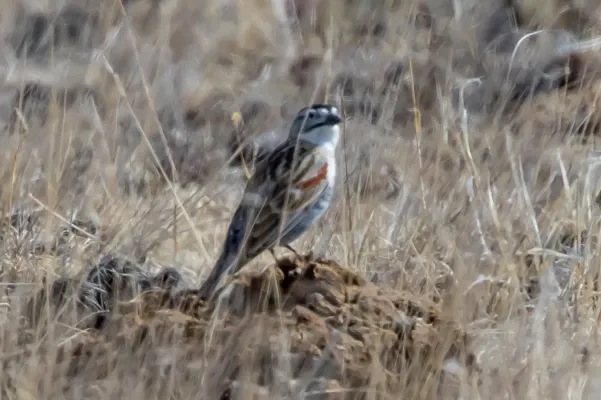 File:Thick-billed Longspur (Rhynchophanes mccownii) (19730661933).jpg