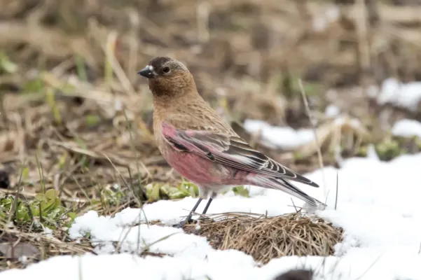 File:Brown-capped Rosy Finch (Leucosticte australis) (20351502225).jpg