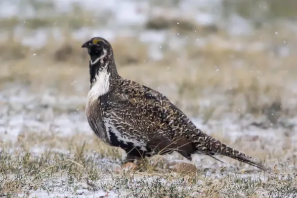 File:Sage Grouse (Centrocercus urophasianus) (20163425890).jpg