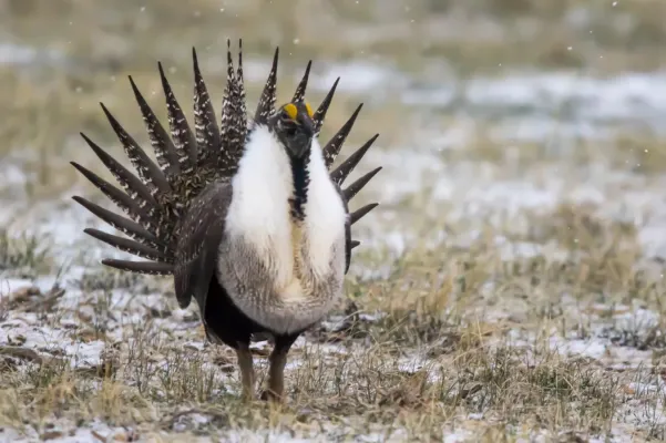 File:Sage Grouse (Centrocercus urophasianus) (20351467525).jpg