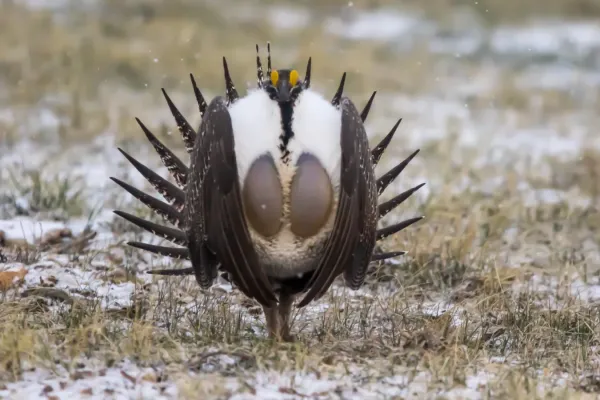 File:Sage Grouse (Centrocercus urophasianus) (19728782174).jpg