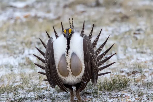 File:Sage Grouse (Centrocercus urophasianus) (20163396928).jpg