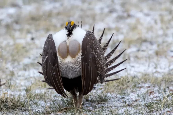 File:Sage Grouse (Centrocercus urophasianus) (20342893852).jpg