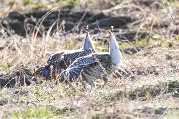 File:Sharp-tailed Grouse (Tympanuchus phasianellus) (19730324393).jpg