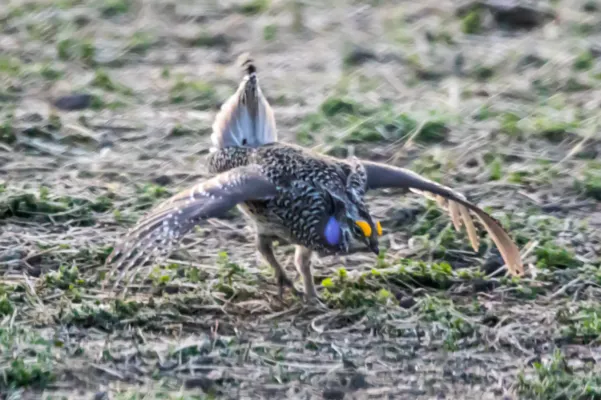 File:Sharp-tailed Grouse (Tympanuchus phasianellus) (20164618269).jpg