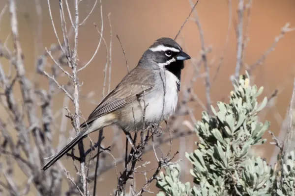 File:Black-throated Sparrow (Amphispiza bilineata) (20324942676).jpg