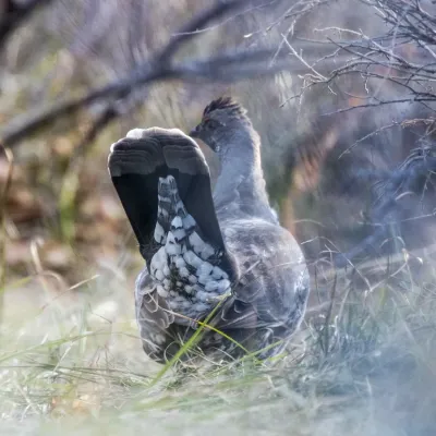 File:Dusky Grouse (Dendragapus obscurus) (20163068288).jpg