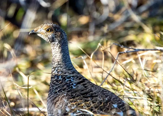File:Dusky Grouse (Dendragapus obscurus) (20163058548).jpg