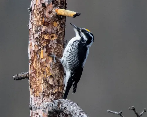 File:American Three-toed Woodpecker (Picoides dorsalis) (19728362134).jpg