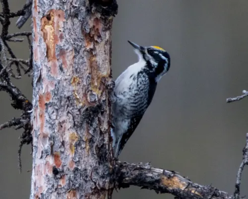 File:American Three-toed Woodpecker (Picoides dorsalis) (20351016815).jpg