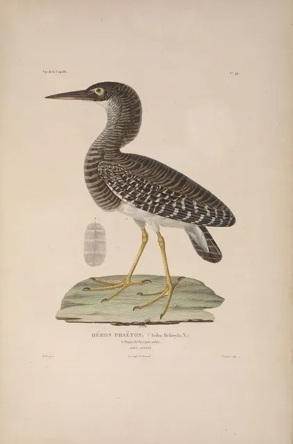 File:Zonerodius heliosylus.jpg