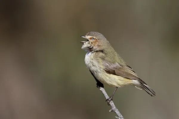 File:Weebill (Smicrornis brevirostris) (30599512138).jpg