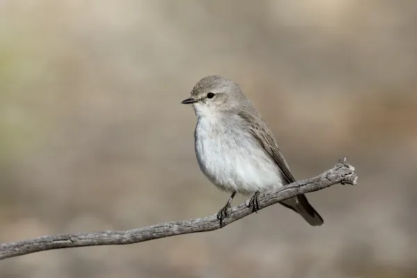 File:Jacky Winter (Microeca fascinans) (44381819051).jpg