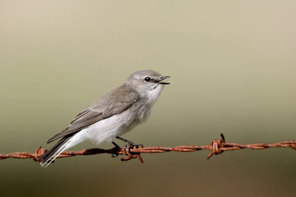 File:Jacky Winter (Microeca fascinans) (29110155207).jpg
