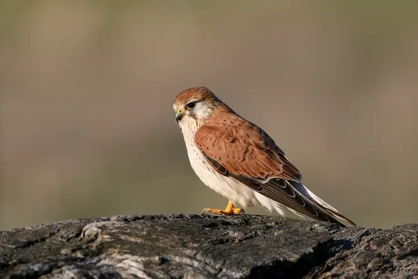 File:Nankeen Kestrel (Falco cenchroides) (43980497412).jpg