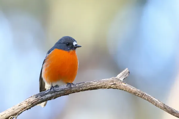File:Flame Robin (Petroica phoenicea) (43914110462).jpg
