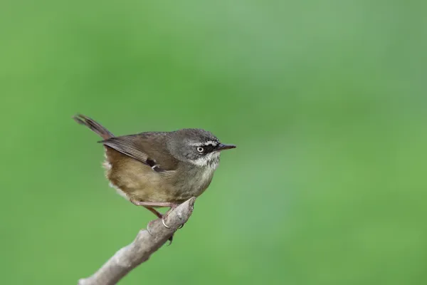 File:White-browed Scrubwren (Sericornis frontalis) (43143490804).jpg