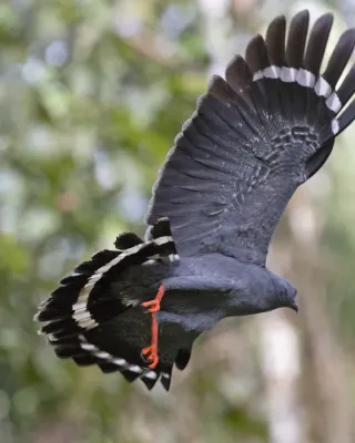 File:Crane Hawk (Geranospiza caerulescens) (41979516494).jpg