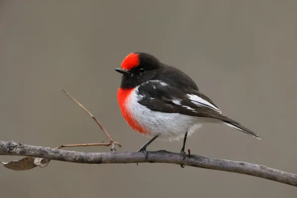 File:Red-capped Robin (Petroica goodenovii) (42392132735).jpg