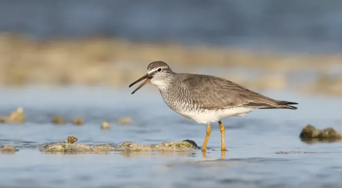 File:Grey-tailed Tattler (Tringa brevipes) (42474642534).jpg