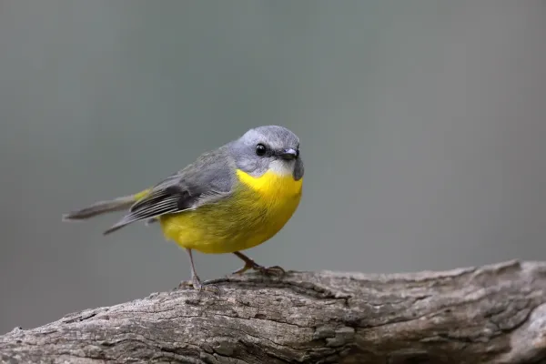 File:Eastern Yellow Robin (Eopsaltria australis) (42280188404).jpg