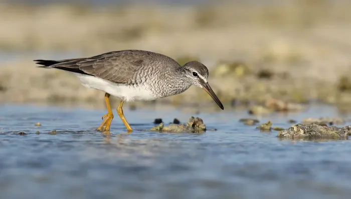 File:Grey-tailed Tattler (Tringa brevipes) (40338840100).jpg