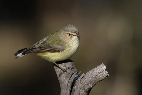 File:Weebill (Smicrornis brevirostris) (41590079485).jpg
