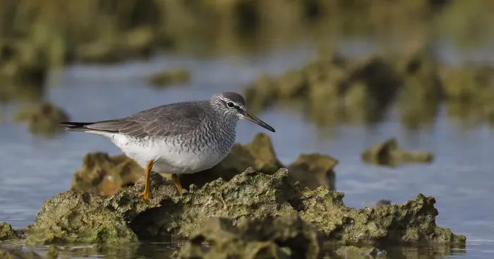 File:Grey-tailed Tattler (Tringa brevipes) (40598780980).jpg