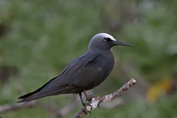 File:Black Noddy (Anous minutus) (42450468011).jpg