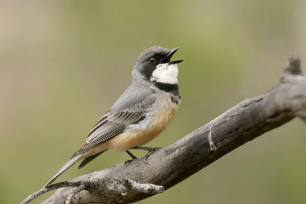 File:Rufous Whistler (Pachycephala rufiventris) (41734670022).jpg