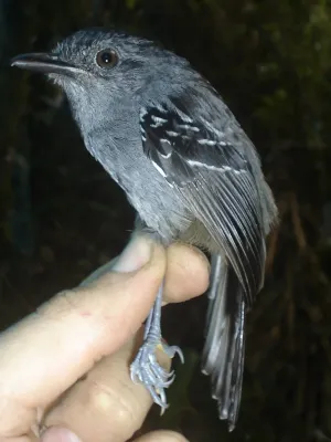 File:Cercomacroides parkeri (28136184469).jpg