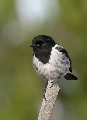 File:Hooded Robin (Melanodryas cucullata) (38251363966).jpg