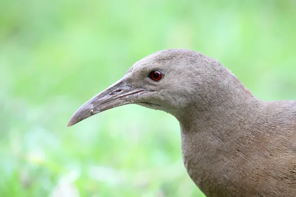 File:Lord Howe Island Woodhen (Gallirallus sylvestris) (26407727469).jpg