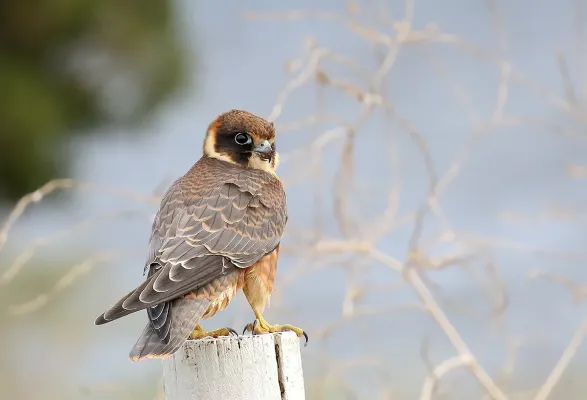 File:Australian Hobby (Falco longipennis) (32559893013).jpg