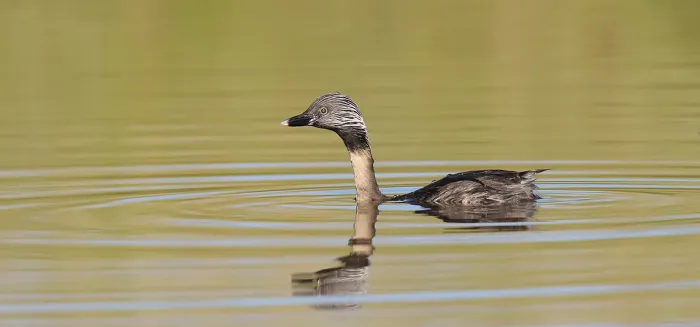 File:Hoary-headed Grebe (Poliocephalus poliocephalus) (31063413590).jpg
