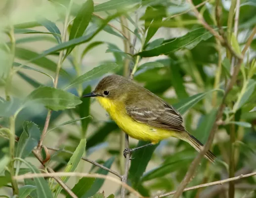 File:Dinelli's doradito Doradito tucumano Tricolino-pardo (Pseudocolopteryx dinelliana) (30364551011).jpg