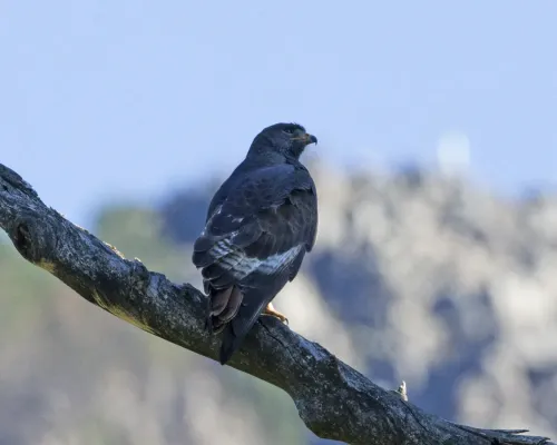 File:Jackal Buzzard (Buteo rufofuscus) (28916876670).jpg