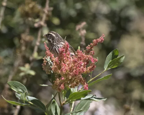 File:Streaky Seedeater (Crithagra striolata) (16341618465).jpg