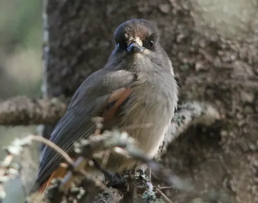 File:Siberian jay, Perisoreus infaustus (15308405951).jpg