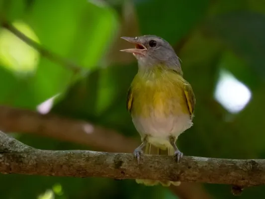 File:Hylophilus pectoralis - Ashy-headed greenlet; Olimpia, São Paulo, Brazil.jpg