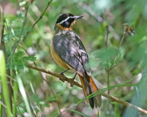 File:White-browed Robin-Chat (Cossypha heuglini) (8758771112).jpg