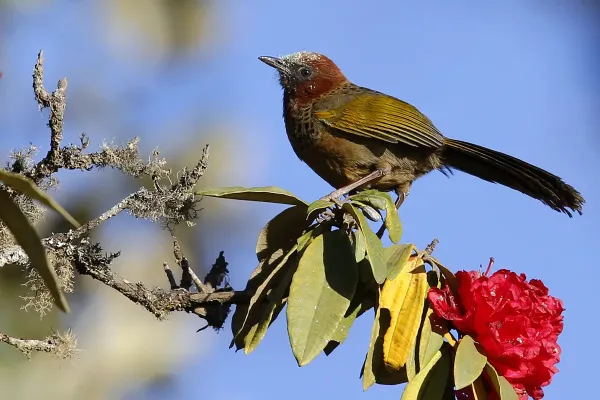 File:Brown-capped Laughingthrush (Trochalopteron austeni). It is found in India and Myanmar. (34587626122).jpg